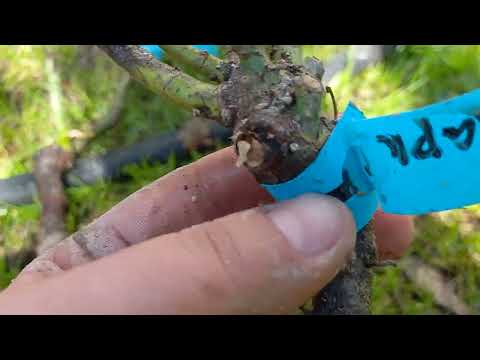 Видео: Поздняя посылка с розами. Питомник Полины Козловой неприятно удивляет.