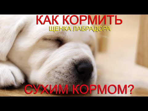 Видео: 🐕📝🐾   Как кормить щенка лабрадора сухим кормом?