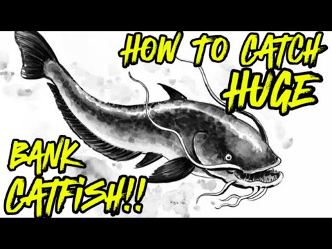 Видео: ВОТ КАК ПОймать ОГРОМНОГО сома с берега — Советы по ловле сома