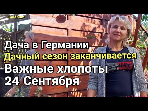 Видео: Дачный сезон заканчивается. Убираем помидоры и не только. @galabum