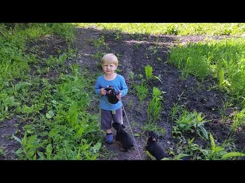 Видео: Ягдтерьер как он есть!