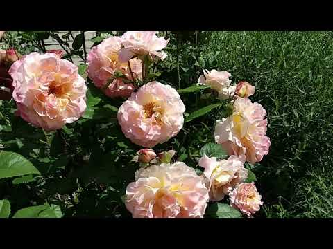 Видео: Розы. Про бутоны. Удалять  когда , зачем и у каких роз. Обработка микроэлементами .