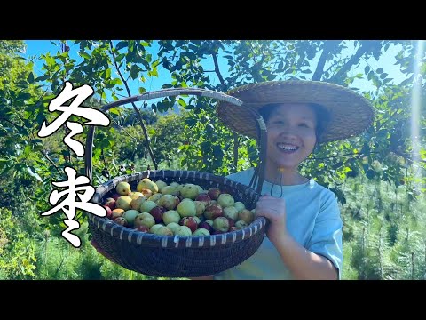 Видео: Маленькое деревце зизифуса, соберите корзину зимних зизифуса, каждый из них хрустящий и сладкий.