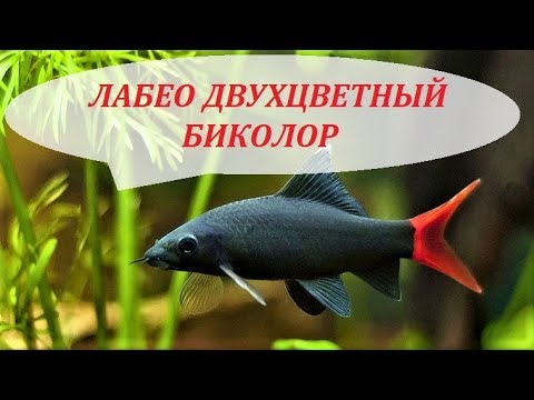 Видео: Лабео двухцветный биколор в аквариуме. Совместимость, содержание, размножение. Альбинос.