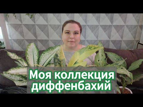 Видео: Моя коллекция диффенбахий