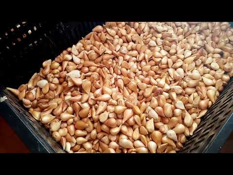 Видео: Результаты доращивание луковицы тюльпанов.