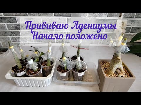 Видео: Прививка Адениумов. Часть первая
