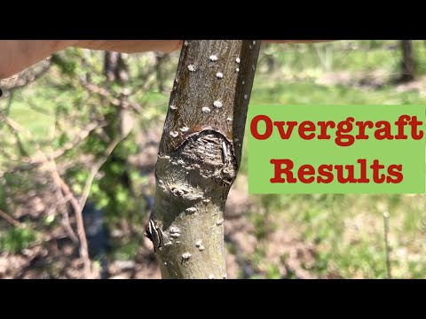 Видео: Результаты перепрививки, расчистки перед прививкой и получения подвоя в пермакультурном саду