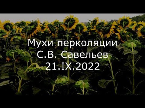 Видео: С.В. Савельев - Мухи перколяции