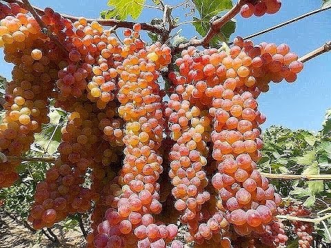 Видео: Виноградные сады в  Таджикистане