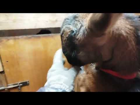 Видео: Снова в охоте