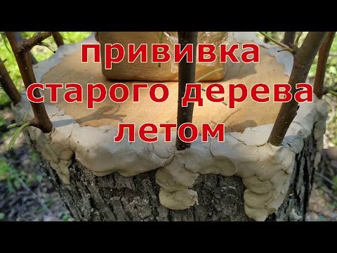 Видео: grafting an old pear tree. прививка взрослой груши