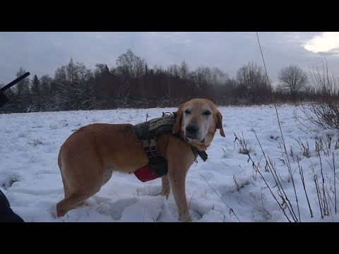 Видео: ОХОТА на ЗАЙЦА с РУССКОЙ ГОНЧЕЙ.26.11.24