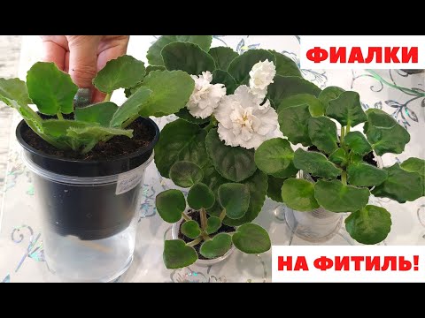 Видео: КАК перевести 🌺 ФИАЛКУ на ФИТИЛЬНЫЙ ПОЛИВ ⁉️ Показываю очень ПОДРОБНО