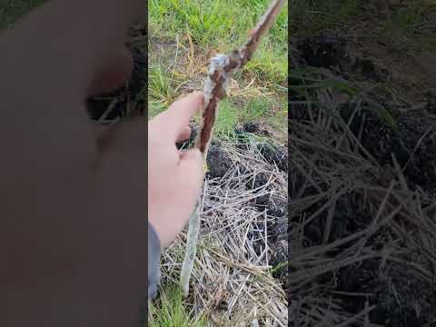 Видео: Итальянскийе сорта Тонда Ди Джиффони и Тонда Джентиле Романа привитые на Медвежий орех. Август 2025.