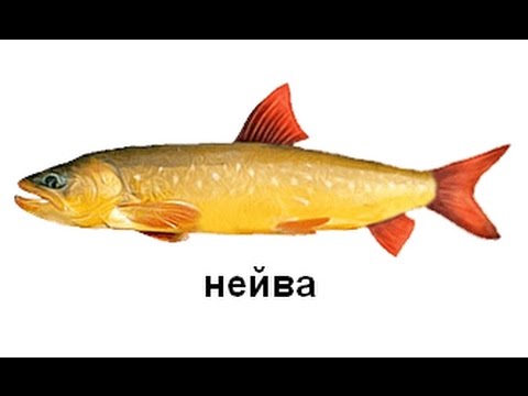 Видео: Русская Рыбалка 3 Пенжина  Нейва!