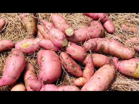 Видео: Обзор всех сортов. Наша версия определения ранних и поздних сортов батата.
