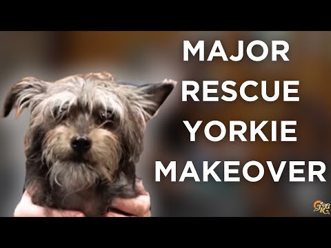 Видео: Крупное преображение йоркширского терьера Rescue | Rescue Revamp
