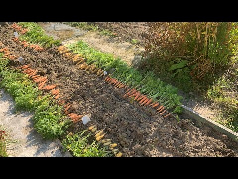 Видео: На даче 19 сентября 2024. Урожай моркови 🥕🥕🥕и свеклы🌱😂 #хантымансийск #дачавсибири #морковь #свекла