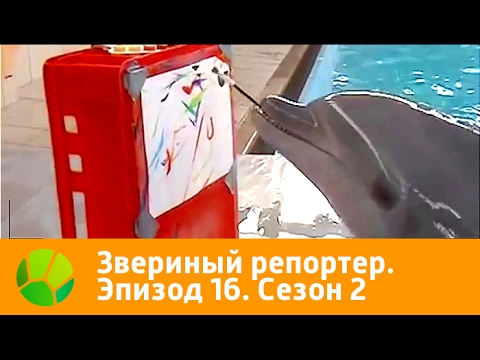 Видео: Звериный репортер. Эпизод 16. Сезон 2 | Живая Планета