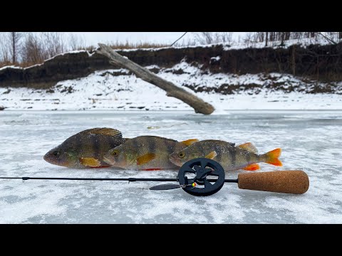 Видео: Окунь на блесну. Первый лед 23-24