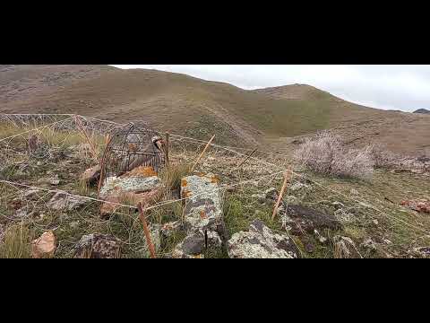 Видео: шикори чемпион каратов 7 марта 2022