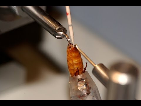 Видео: Технология инструментального осеменения пчелиных маток.Разбор инструментария.