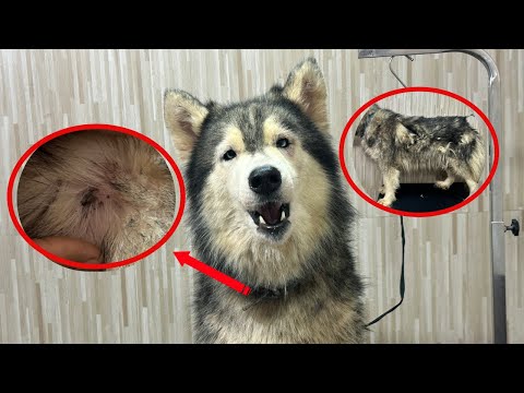 Видео: Она росла как брошенная собака, зараженная тысячами клещей и очень грязная.