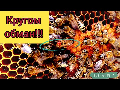 Видео: Вот как обманывают нас матководы!