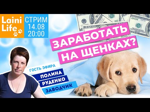 Видео: Что нужно знать, чтобы заниматься разведением собак - вопросы к заводчику.