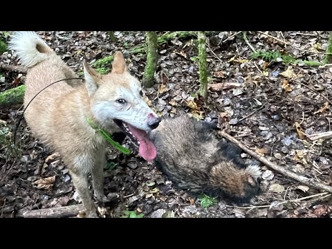 Видео: Открытие загонной охоты на копытного зверя 2025! Три енота и лосенок ! Начало есть 🤝