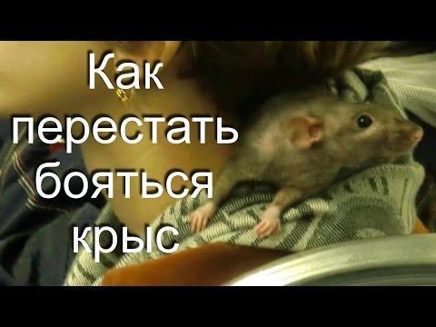 Видео: Как перестать бояться крыс