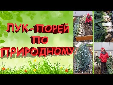 Видео: Лук-порей по природному. 100% результат. От посева до сбора урожая