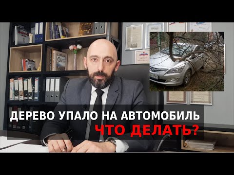 Видео: Дерево упало на автомобиль. Что делать? Короткая инструкция + ссылки на судебные решения.