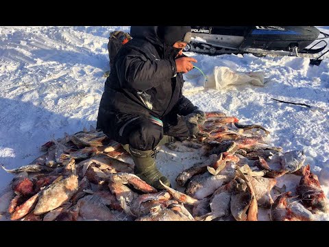 Видео: ТАКОЙ ЖОР И ПО ПЕРВОМУ ЛЬДУ РЕДКОСТЬ.....! Рыбалка мечты на Оби . Комбайны ,безмотылка,балансир