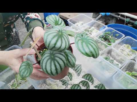 Видео: Пеперомия результат укоренения через 30 дней