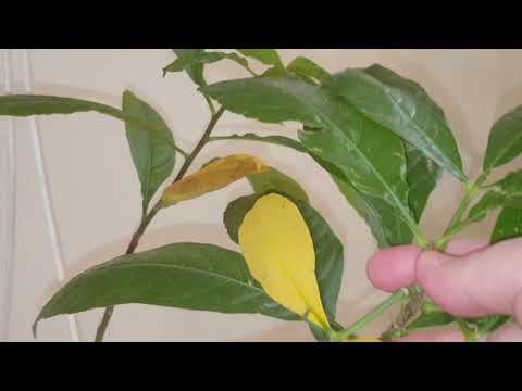 Видео: Баобабы зимой(по вопросам подписчиков)