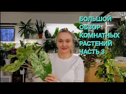 Видео: 🍀БОЛЬШОЙ ОБЗОР КОМНАТНЫХ РАСТЕНИЙ ЧАСТЬ 3🍀