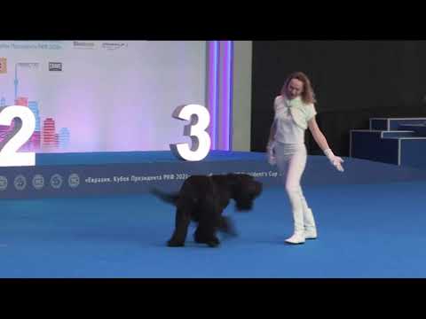 Видео: Танцы с собаками. Ильина Полина  и Русский Черный Терьер Парма. Евразия 2021