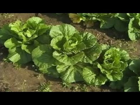 Видео: Общая биология. Гетерозис в селекции растений