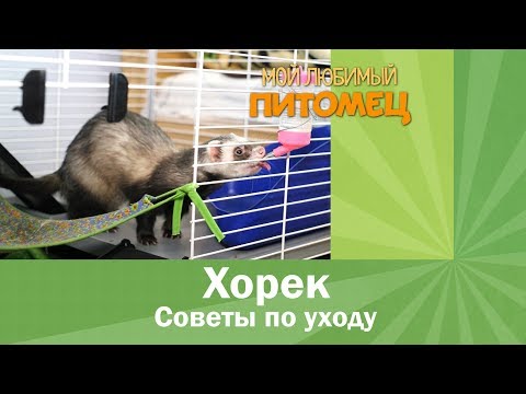 Видео: Хорек (ухаживаем за фреткой)