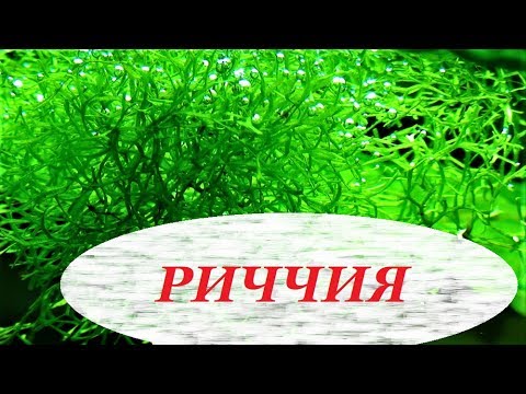 Видео: Риччия плавающая в аквариуме, как прикрепить на дне, камне, содержание, размножение, амано.