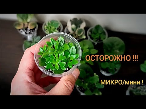 Видео: МИКРО/мини !!! МИНИ ! ОТСАДКА ОТ ЛИСТА !