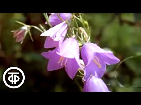 Видео: Июнь. Из цикла "Двенадцать месяцев" (1977)