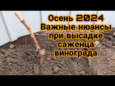 Видео: Почему я этого не делаю? 🤔 #саженец#виноград#корни#питание#высадка#старт#