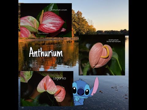 Видео: АНТУРИУМ. Коллекция редких антуриумов #12. Антуриум Livium, антуриум Шерцера персиковый, Legansa
