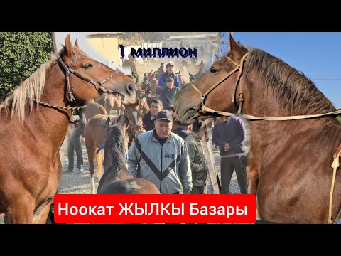 Видео: НООКАТ ЖЫЛКЫ БАЗАРЫ УКМУШ КЫЗЫДЫ ПАЙ ПАЙ ПАЙ 