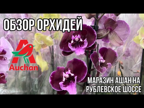 Видео: Обзор орхидей в магазине Ашан || Уценка по 499₽ || Хорошие биглипы || Неожиданная находка 😱😱😱