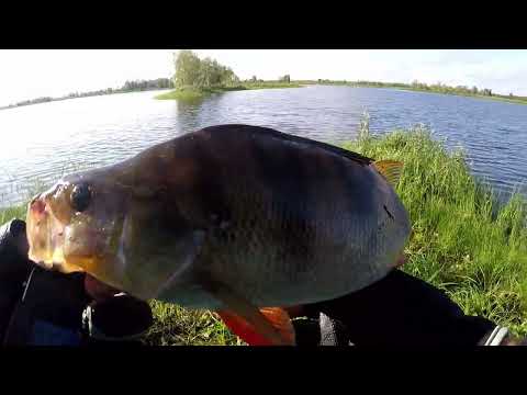 Видео: ТУТ РЫБЫ БОЛЬШЕ ЧЕМ ВОДЫ!! Вторая часть рыбалки на диком озере. Щука и окунь на спиннинг.