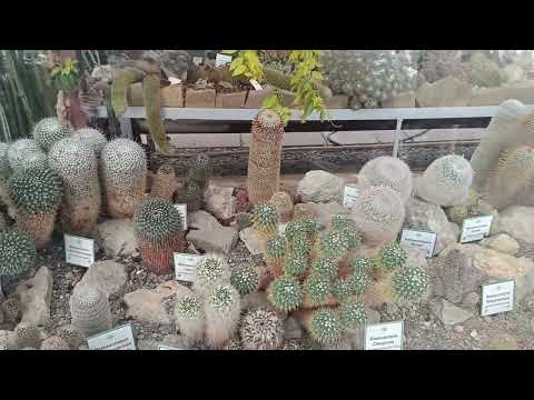 Видео: Парк Монтедор🌳🪴🏜️  Кактусовая оранжерея 🌵🏜️🔥